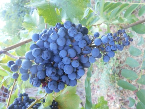 images/stories/virtuemart/product/Beauty Seedles Grape (Custom)